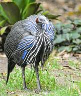 Bird Grass Nature