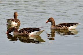 Wild Goose Water Bird