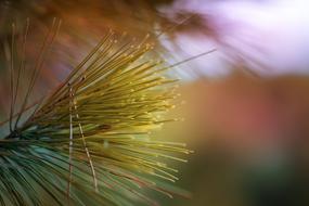 prickly branch close-up