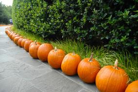 pumpkins in a row