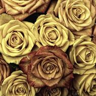 Roses Flower Bloom