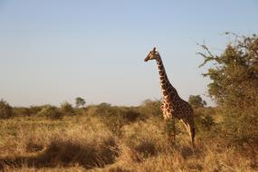 Giraffe Wildlife Safari