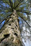 tall tree bottom view