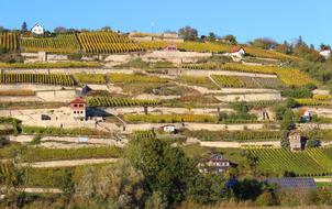 Saale Unstrut Vineyards Wine