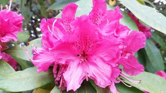 Pink Flower Rhododendron Detail