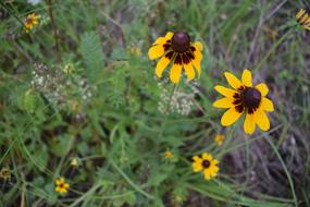 little wildflowers in the fall