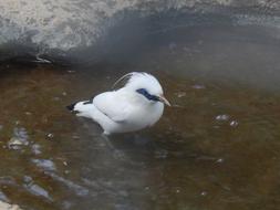 Bird Water Conserve