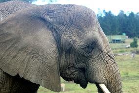 Grey Elephant Pachyderm in zoo