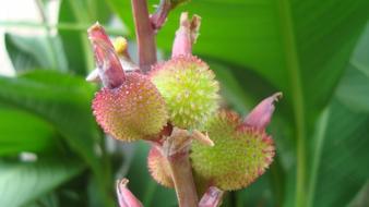exotic plant flower