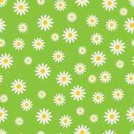 daisy flowers floral wallpaper