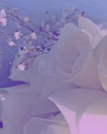 Roses Flower Floral
