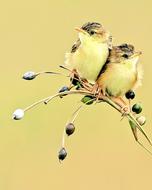 Wildlife Bird Nature