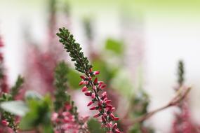 long flower with buds
