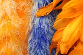 blue and orange Feathers