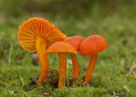 Fungus Mushroom Fall