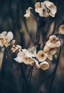 Dry Flower Plant