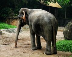 profile of an elephant in a corral in a zoo