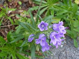 Campanules Flowers Nature