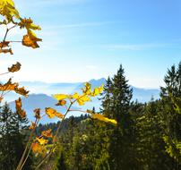 Autumn Leaves Pilatus Vouch