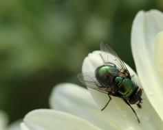 Fly Insect Wing Close