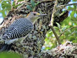 Bird Close Up Woodpecker