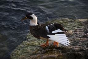 Italy Duck Nature Water