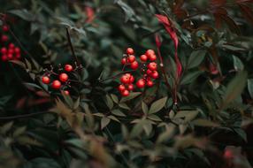 small red berries on a branch