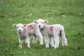Lamb Animal Green