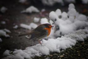 Bird Nature Winter Animal