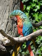 Parrot Colorful Bird on tree