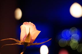 Rose at Bright blurry Background