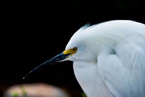 Bird Wildlife Nature