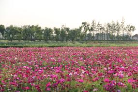flower gorgeous field