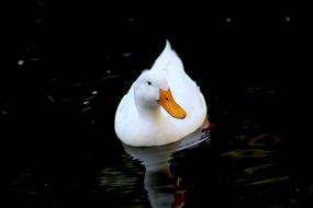 Duck White Bird swimming