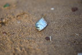 fish head in the sand