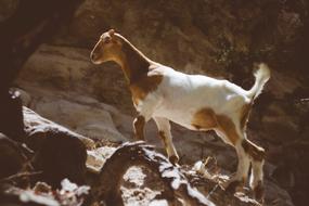 Goat Animal Wildlife