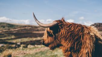Animal Cattle Grass