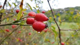 Rose Hip Drop Of Water Raindrop