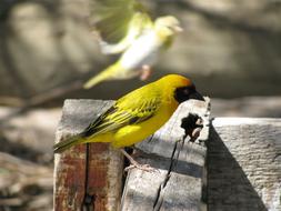Bird Yellow Color