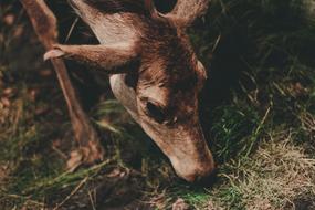 Animal Wildlife Deer