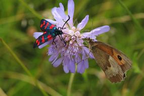 Insect Butterfly Nature