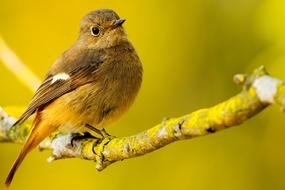 small bird on a branch on a yellow background