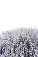 snowy trees top view