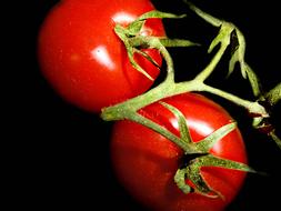 large tomato variety