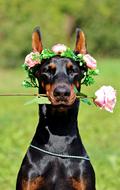 Doberman Dog Rose