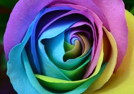colored rose close up