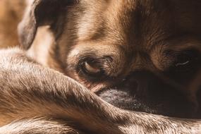 Brown Pug Dog