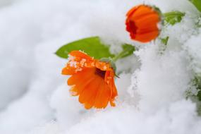 Leaf Nature Flower