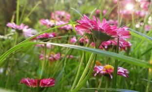 flowers in the grass