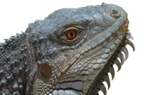 Iguana Reptile Lizard